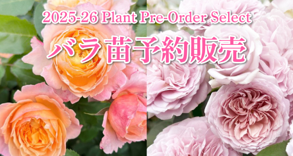 『2025年度バラ苗予約販売』受付開始！