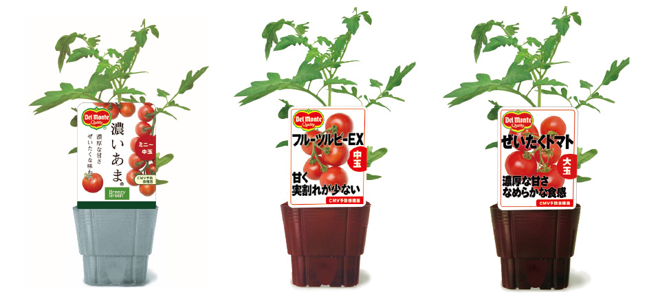 日本デルモンテアグリ　野菜苗