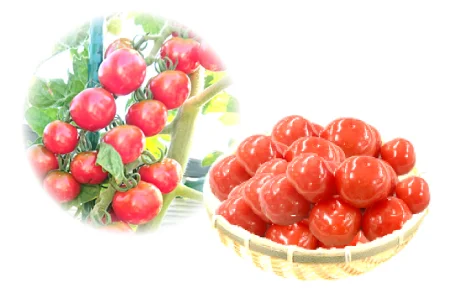 超うす皮トマト あまぷる　中玉