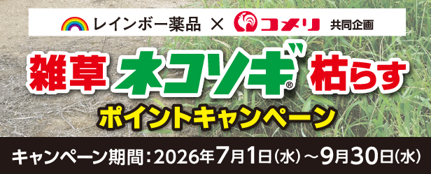 ネコソギポイントキャンペーン